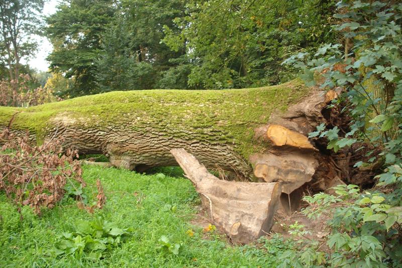 klick auf das Bild und geht zurck zur Ausgangsseite - Eiche aus dem Schlosspark von Semlow 