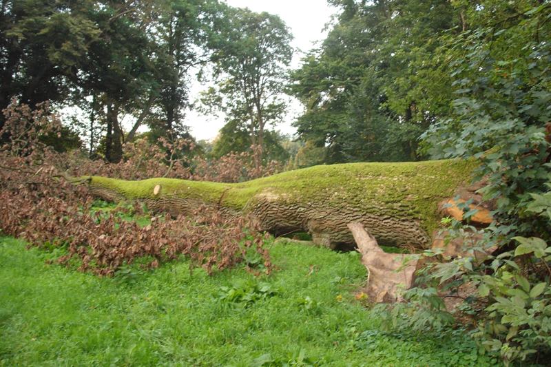 klick auf das Bild und geht zurck zur Ausgangsseite - Eiche aus dem Schlosspark von Semlow