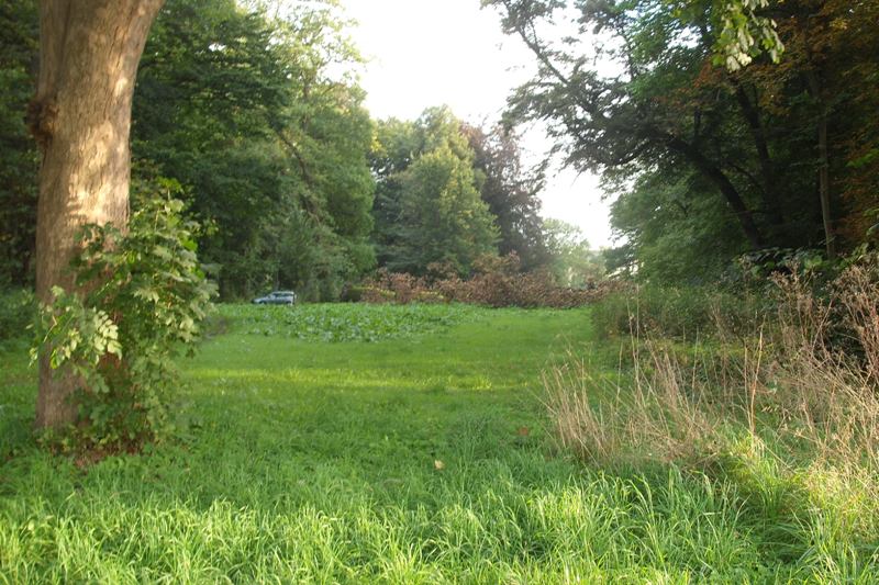 klick auf das Bild und geht zurck zur Ausgangsseite - Eiche aus dem Schlosspark von Semlow