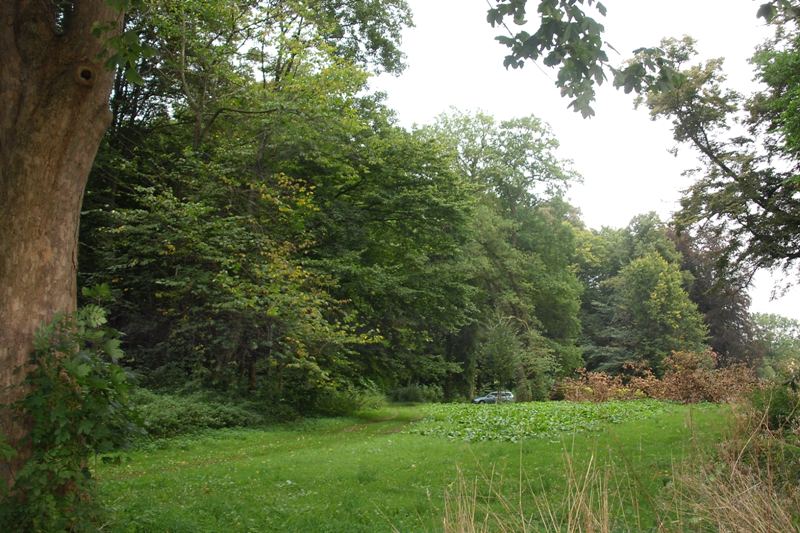 klick auf das Bild und geht zurck zur Ausgangsseite - Eiche aus dem Schlosspark von Semlow