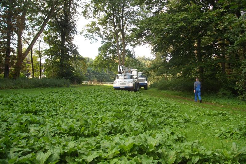 klick auf das Bild und geht zurck zur Ausgangsseite - Eiche aus dem Schlosspark von Semlow