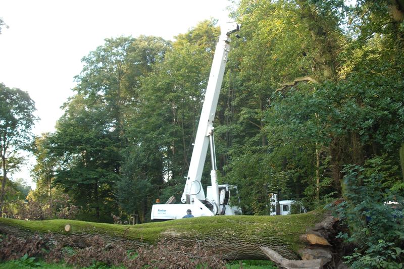 klick auf das Bild und geht zurck zur Ausgangsseite - Eiche aus dem Schlosspark von Semlow