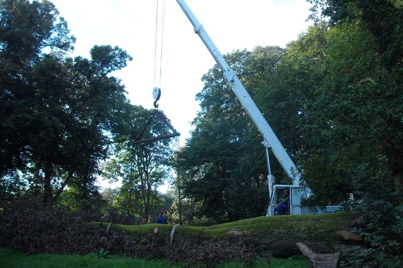 klick auf das Bild und geht zurck zur Ausgangsseite - Eiche aus dem Schlosspark von Semlow