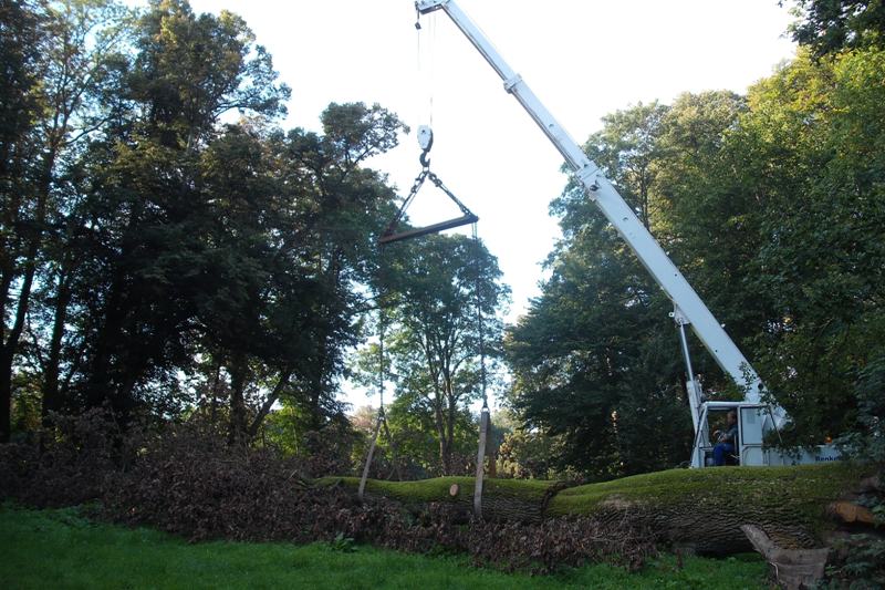 klick auf das Bild und geht zurck zur Ausgangsseite - Eiche aus dem Schlosspark von Semlow