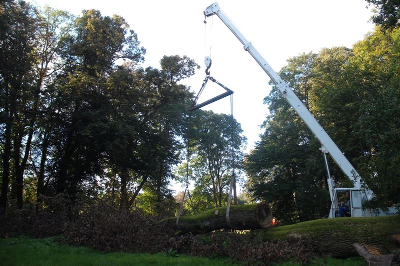 klick auf das Bild und geht zurck zur Ausgangsseite - Eiche aus dem Schlosspark von Semlow