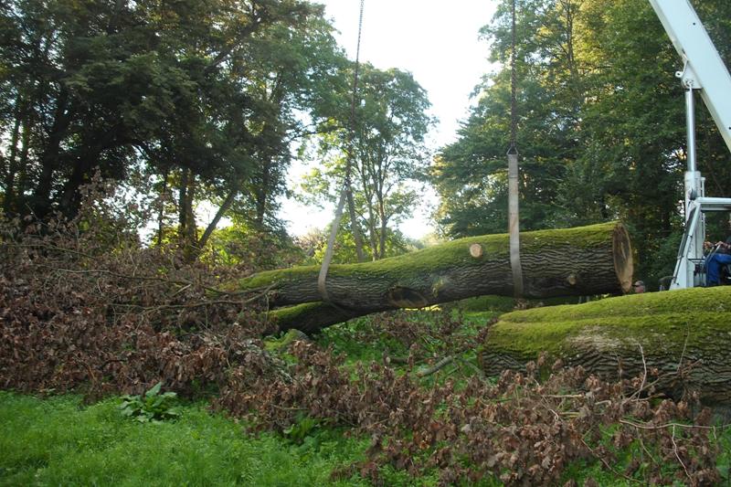 klick auf das Bild und geht zurck zur Ausgangsseite - Eiche aus dem Schlosspark von Semlow