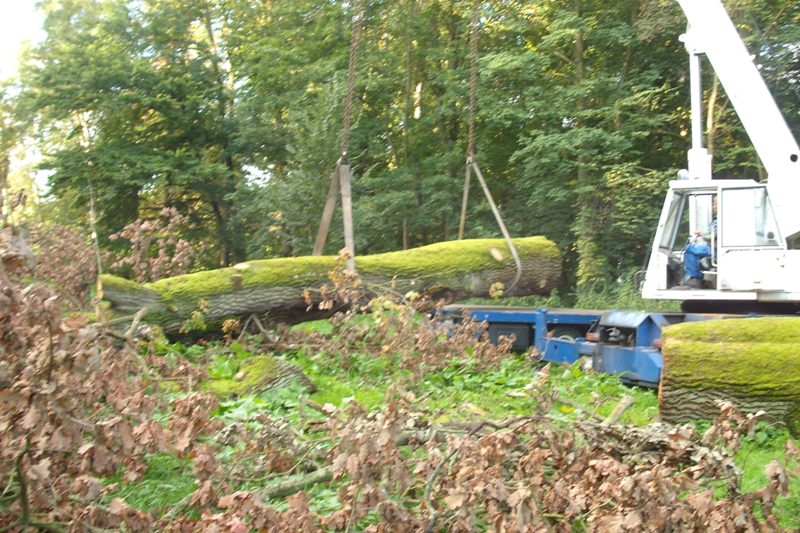 klick auf das Bild und geht zurck zur Ausgangsseite - Eiche aus dem Schlosspark von Semlow