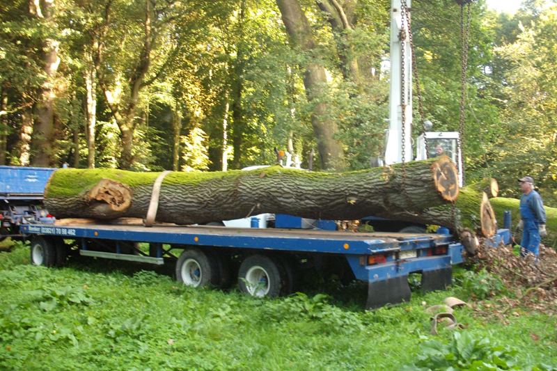 klick auf das Bild und geht zurck zur Ausgangsseite - Eiche aus dem Schlosspark von Semlow