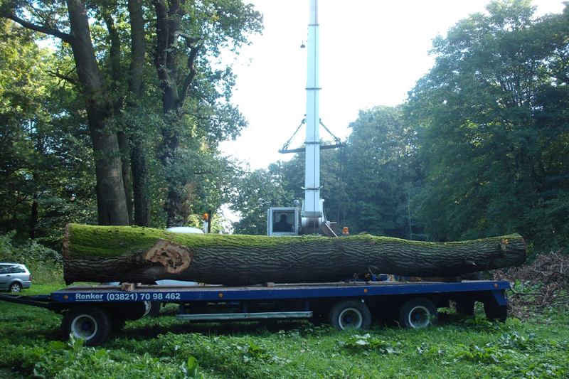 klick auf das Bild und geht zurck zur Ausgangsseite - Eiche aus dem Schlosspark von Semlow