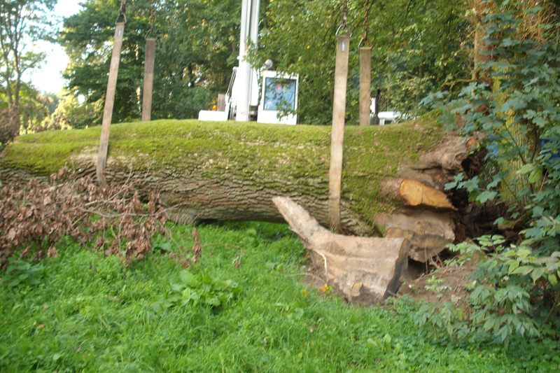 klick auf das Bild und geht zurck zur Ausgangsseite - Eiche aus dem Schlosspark von Semlow