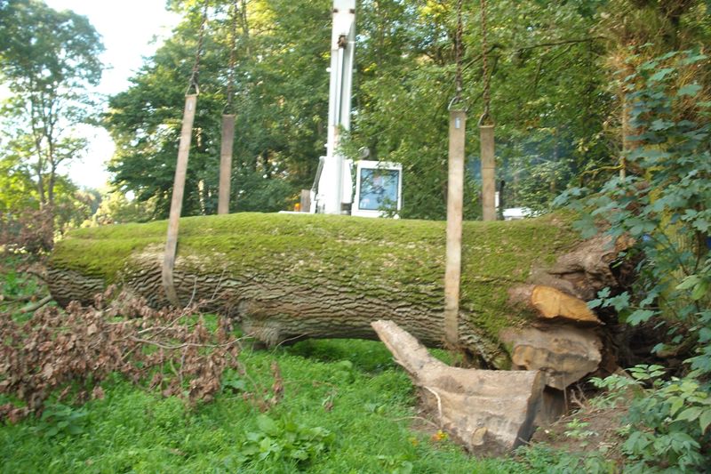 klick auf das Bild und geht zurck zur Ausgangsseite - Eiche aus dem Schlosspark von Semlow