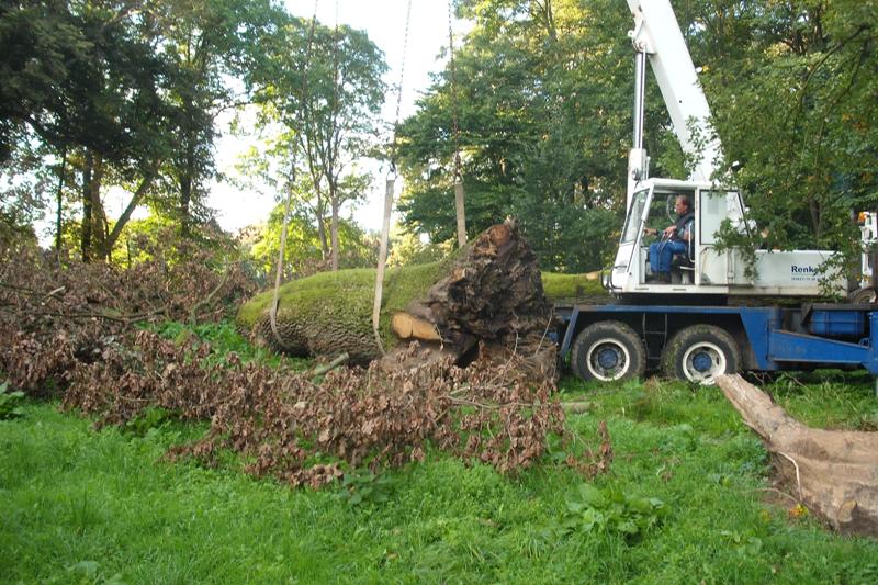 klick auf das Bild und geht zurck zur Ausgangsseite - Eiche aus dem Schlosspark von Semlow