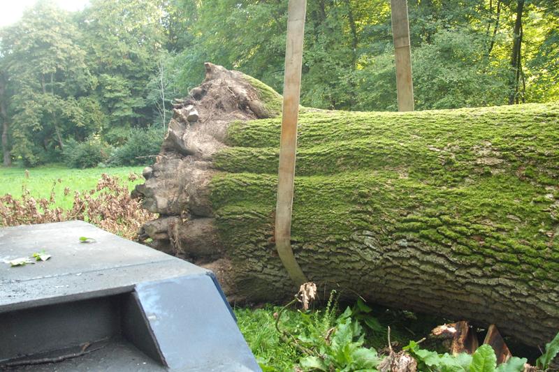 klick auf das Bild und geht zurck zur Ausgangsseite - Eiche aus dem Schlosspark von Semlow