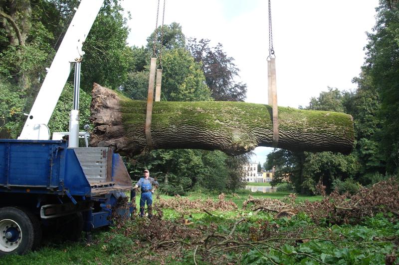 klick auf das Bild und geht zurck zur Ausgangsseite - Eiche aus dem Schlosspark von Semlow