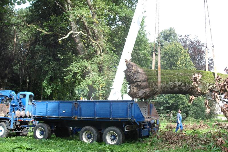 klick auf das Bild und geht zurck zur Ausgangsseite - Eiche aus dem Schlosspark von Semlow