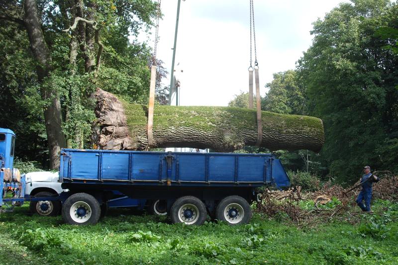 klick auf das Bild und geht zurck zur Ausgangsseite - Eiche aus dem Schlosspark von Semlow