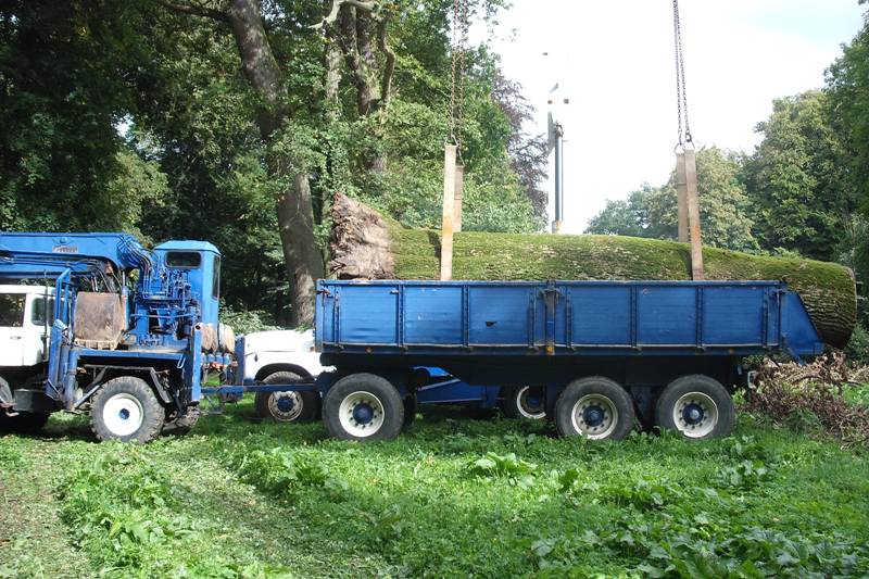 klick auf das Bild und geht zurck zur Ausgangsseite - Eiche aus dem Schlosspark von Semlow