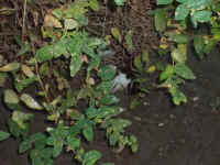 Folgen einer Kateznplage - Hundeverbiss und tote Katzen im Vorgarten - Bild von Siegfried Kümmel