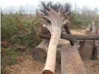 Holzarbeiten - Eiche Stamm mit Wurzel   - Bilder von Siegfried Kümmell