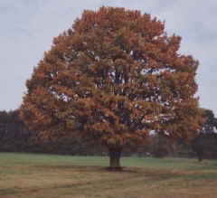 Natur, Wald, Wiese - Bild von Siegfried Kümmel - Dierhagen