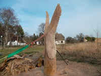 Der große Adler von Körkwitz  - Bilder von Siegfried Kümmell