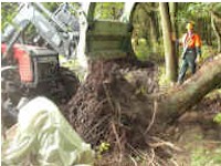 Holzarbeiten - Eiche Stamm mit Wurzel   - Bilder von Siegfried Kümmell