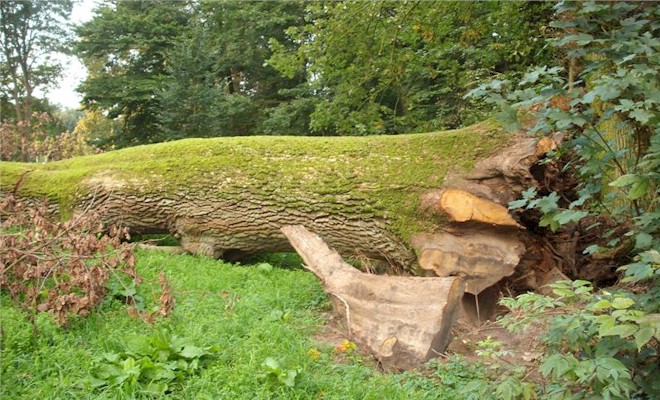 Schloßparkeiche aus Semlow - Bilder von Siegfried Kümmel